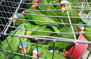 Detenida por vender 14 loros en Pacabtún