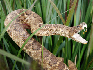 Serpiente mata a una niña de 13 años