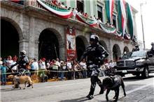 Dénver y Amir, perros antinarcóticos de la Policía Judicial