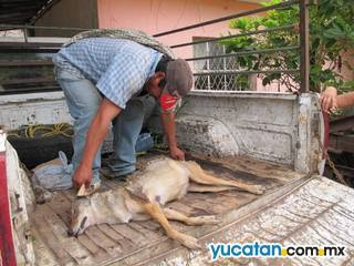 En Tzucacab matan a un coyote cojo de una manada que los inquieta