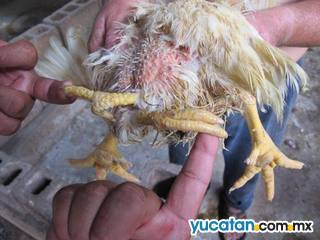 Un pollo de cuatro patas, más famoso en Tzucacab que el pulpo  Paul