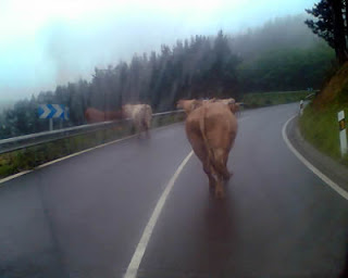 Muere una mujer por culpa de una vaca en el camino