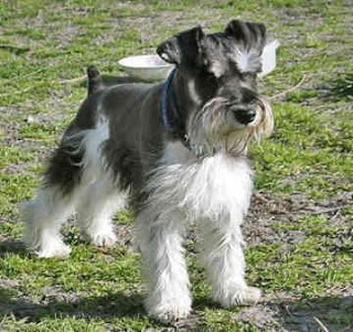 Feroz Schnauzer ataca a niño de 6 años en Chuminópolis