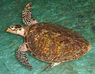 Pescador progreseño llevaba una tortuga carey escondida en una cubeta