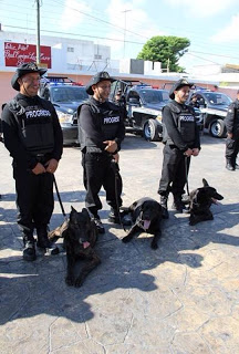 Progreso ya tiene perros policías para atrapar malandrines