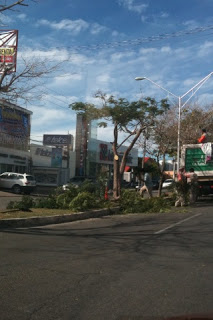 El Ayuntamiento poda decenas de árboles de la Prolongación de Paseo de Montejo