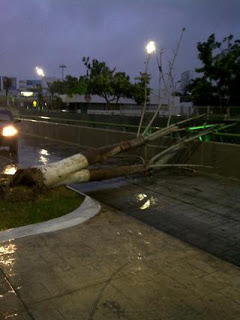 La lluvia hace caer un árbol seco en la zona del Paso Deprimido