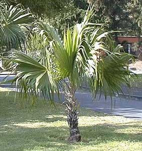 Asegura la Profepa cargamento de palma de guano y cedro rojo