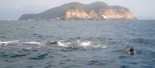 Libera la Marina una ballena que quedó atrapada en una red de pesca