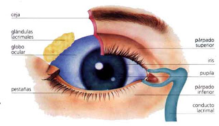 Le revientan un ojo a pedradas