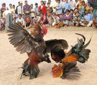 Investigan peleas clandestinas de gallos en Yucatán