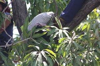 Muere electrocutado y queda colgado de un árbol