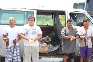 Cuatro  detenidos con cargamento ilegal de caracol y pepino de mar