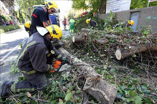 Reporta la SSP casas y autos dañados por la caída de 7 árboles en Mérida