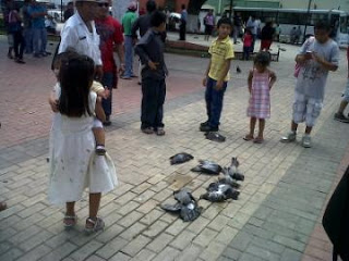 Mueren envenenadas varias palomas en el Parque de San Juan