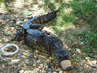 Capturan un lagarto que fue a darse un chapuzón en la pista de canotaje y remo de Progreso