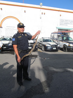 Policías capturan una boa en el parque de Mejorada