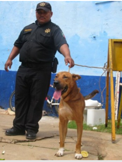 Fuerzas especiales detienen a feroz perro callejero por dar muerte a otro can