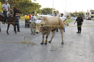 Escapan vacas del rastro, pero la policía las recaptura