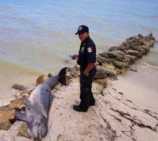 Hallan un delfín muerto en la playa, en Chicxulub Puerto