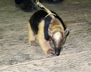 Capturán un oso hormiguero que llegó de visita a una casa particular