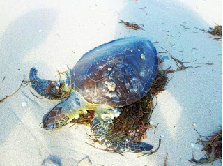 Encuentran una tortuga muerta en el malecón de Progreso