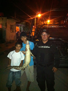 Niños capturan un lagarto cuando pescaban en la ciénaga