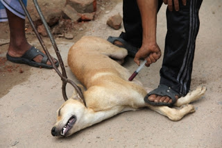 Ordena alcalde yucateco sacrificio de 250 perros callejerosmediante "inyección letal"