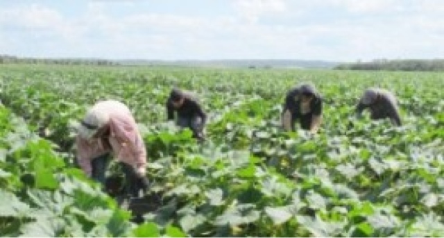 400 trabajadores intoxicados por comer carnitas en mal estado