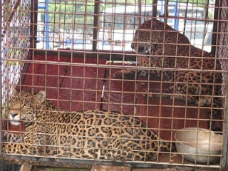 Confisca la Profepa un leopardo herido al circo Atayde