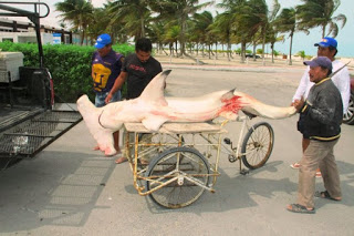 Pescadores capturan en Progreso un tiburón de 3 metros y lo venden en
$5,000