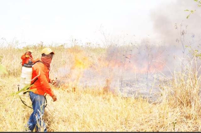 Disminuye el registro de incendios forestales en Yucatán