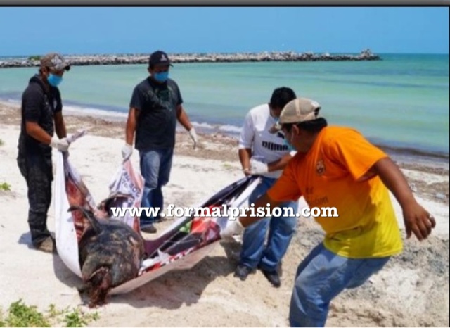 Hallan un delfín muerto en playas de Uaymitún