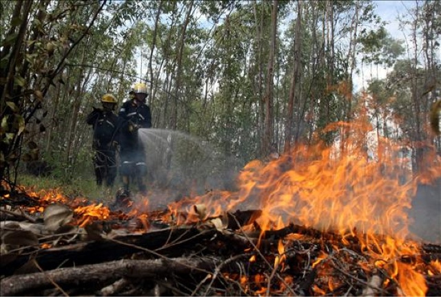 Menos incendios forestales en Yucatán