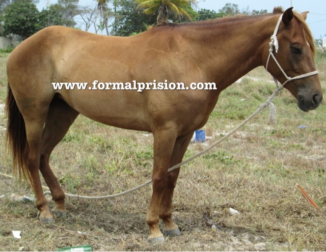 Caballo "encarcelado" por ocasionar un accidente de tránsito