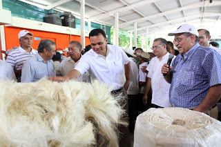 Anuncian apoyos para rescatar la siembra del henequén