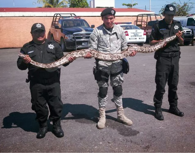 Policías capturan una boa de tres metros de largo