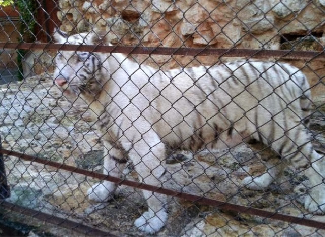 Trasladan al Centenario a tigre que atacó a un niño de cuatro años