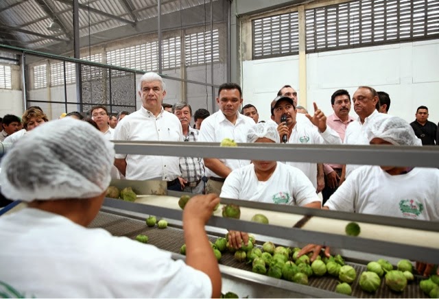 Exportan hortalizas yucatecas al mercado de Estados Unidos