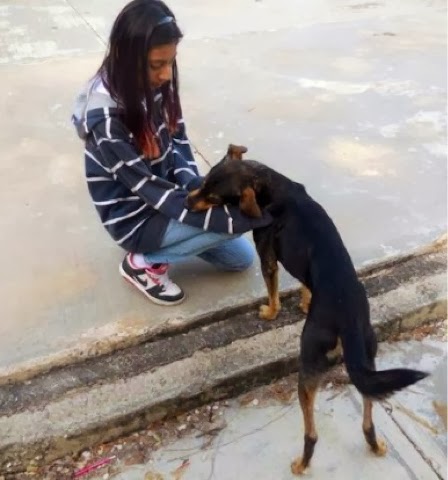 Estudiantes buscan evitar que un perro callejero vaya al matadero