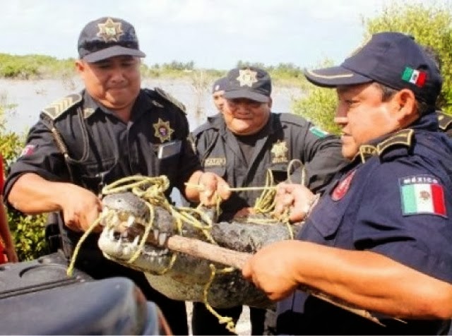 Reportan existencia de banda de "cazacocodrilos" en Yucatán