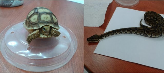 Decomisan siete reptiles exóticos en el aeropuerto de Mérida