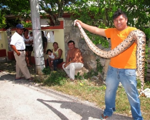 Vecinos rescatan un lagarto, pero matan a palazos a una boa