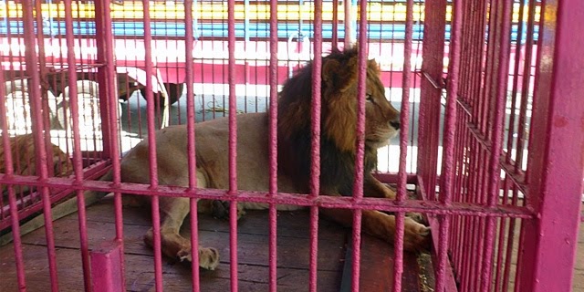 Profepa decomisa seis animales a un circo en Yucatán