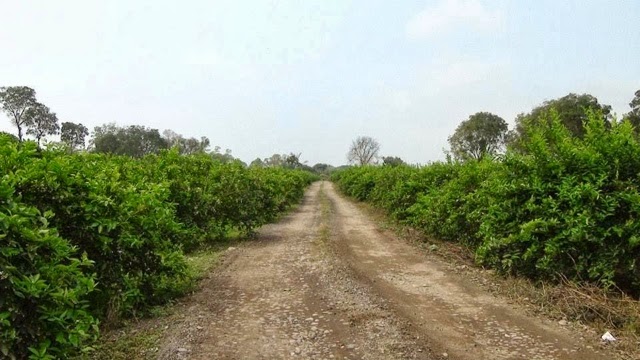 Yucatecas robaban limones en parcelas del interior del Estado