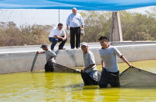 Granja acuícola de Yucatán, principal exportadora de peces de ornato