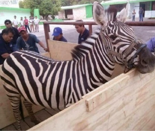 Decomisan otros tres animales a un circo en Yucatán