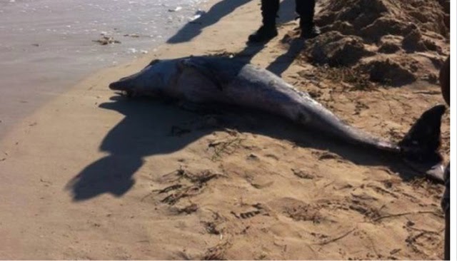 Recala delfín muerto en playas de Progreso