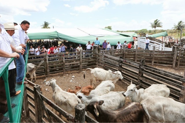 En marcha repoblamiento del hato ganadero yucateco