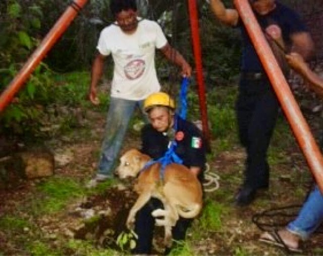 Bomberos rescatan de un pozo a un perro callejero